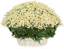 Цветочная композиция из Ромашки в корзине #REPLACE_PRED# Северобайкальске
